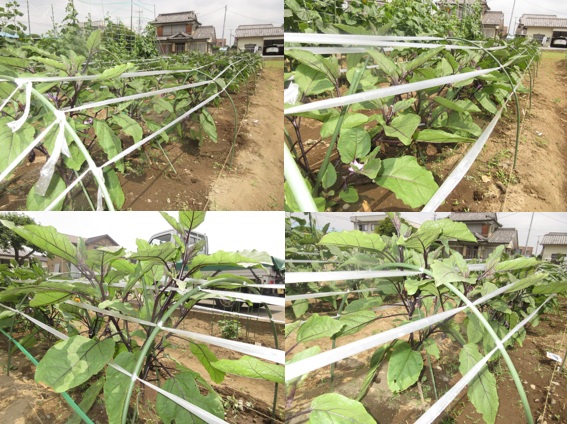 茄子の成長記録　定植後1ケ月