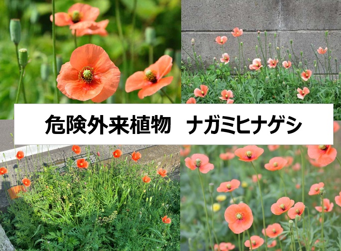 ナガミヒナゲシ　超危険！