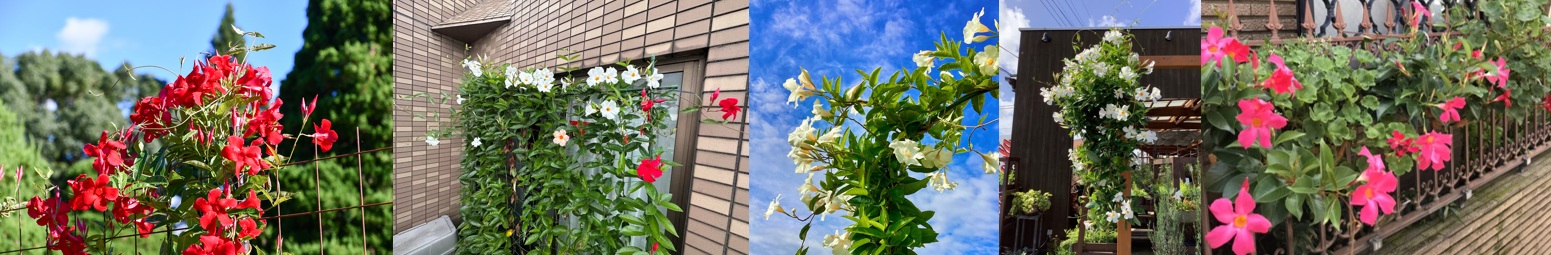サンパラソル定植　三共畑
