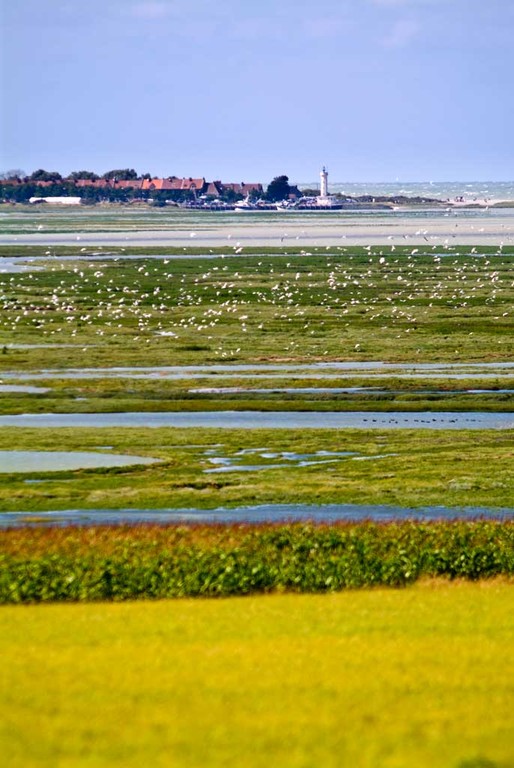 La Pointe du Hourdel, un des lieux privilégiés pour observer les paysages de la Baie de Somme, les phoques, les oiseaux, la flore et les galets.