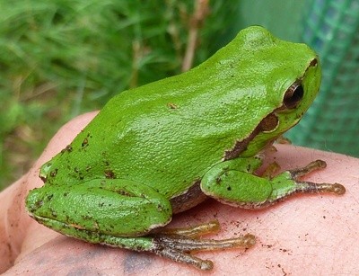 frosch frosch