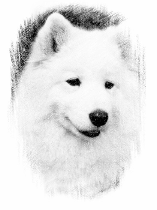 Impfungen samojedechayaofnordicspirit