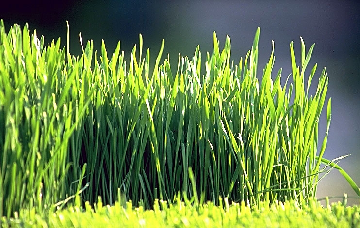 frisches Weizengras bestellen, Weizengrassaft