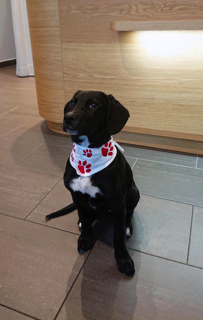 Bandana für Hunde mit "Pfoten"