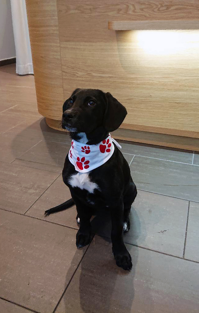 Bandana für Hunde