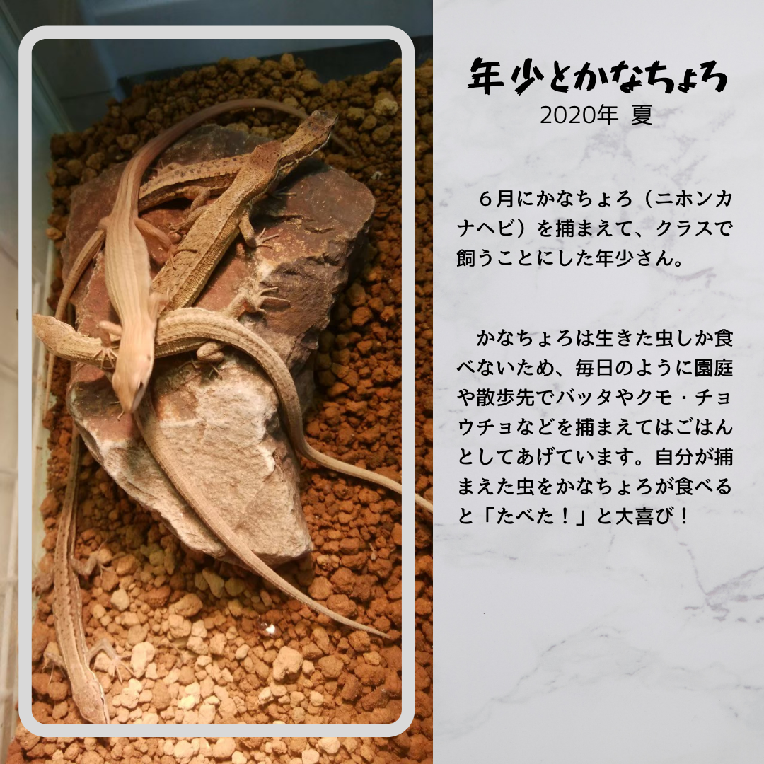 ちょろ かな