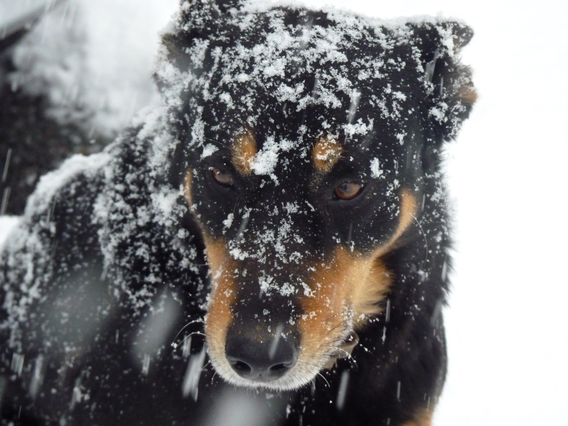 EDUCATEUR CANIN COMPORTEMENTALISTE EDOUCANINE - EDUCATEUR EDUCATEUR CANIN COMPORTEMENTALISTE EDOUCANINE - EDUCATEUR