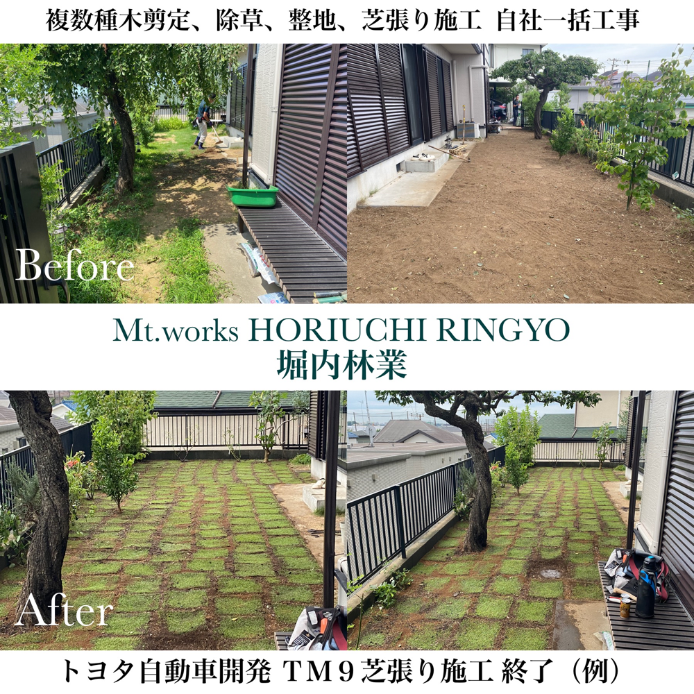 トヨタ自動車開発 TM9芝 一般住宅顧客邸での芝生張替え工事にて 複数種木剪定、除草、整地、芝剥がし、新たな芝張りまで一括して行っております。