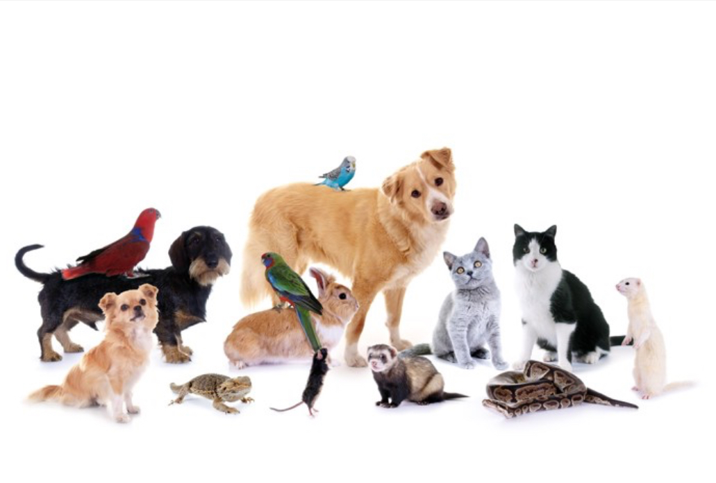 動物の役割