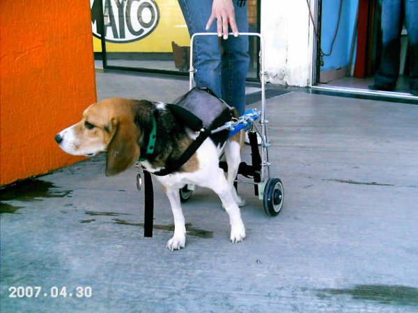 Domeca, Hembra, Beagle, 3 años. Hernia de disco intervertebral en rehab.
