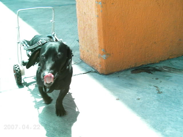 Blacky, macho, Teckel (Salchicha), 5 años. Lesión: hernia de disco intervertebral.