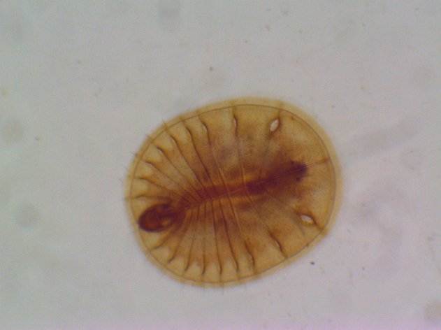 Psephenoidinae