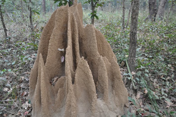 Termites hill