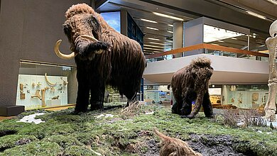 5-Die Wiederbelebung ausgestorbener Arten Rückkehr der Mammuts?