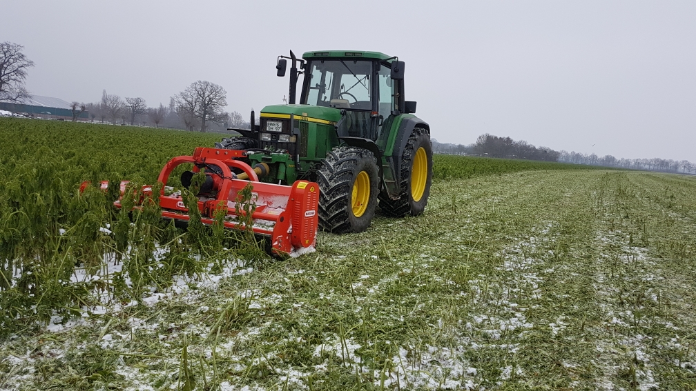 Abmulchen einer Winterzwischenfrucht.                               