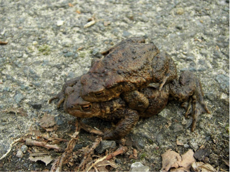 Erdkrötenpaar, Weibchen unten, Männchen oben (Foto Goldammer) 