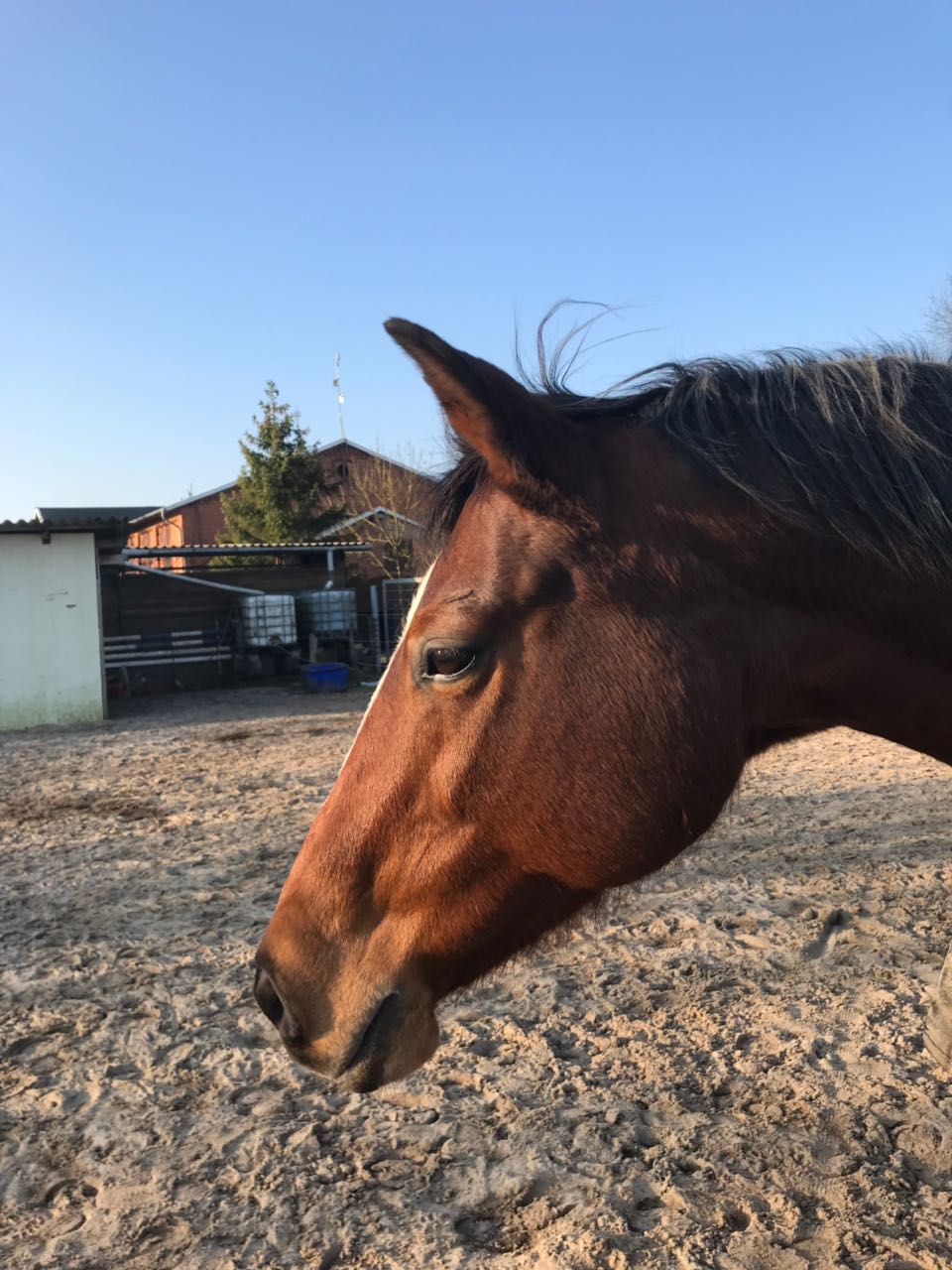 Athena lebenmitpferdundhund1s Webseite!