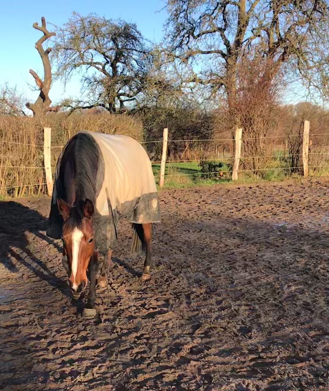 Athena lebenmitpferdundhund1s Webseite!