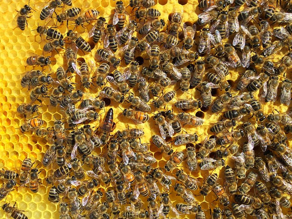 Bienen auf verdeckelter Brut mit der Königin! Hast du sie gefunden?