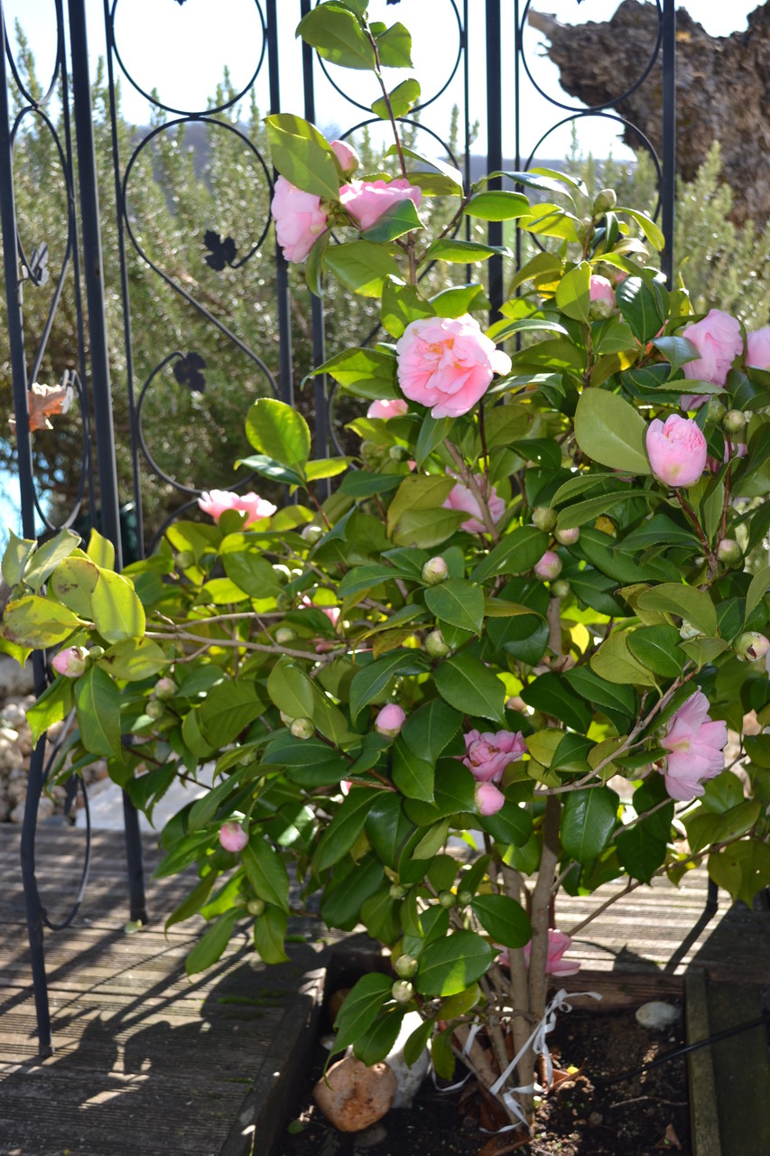 Le camélia sur la terrasse