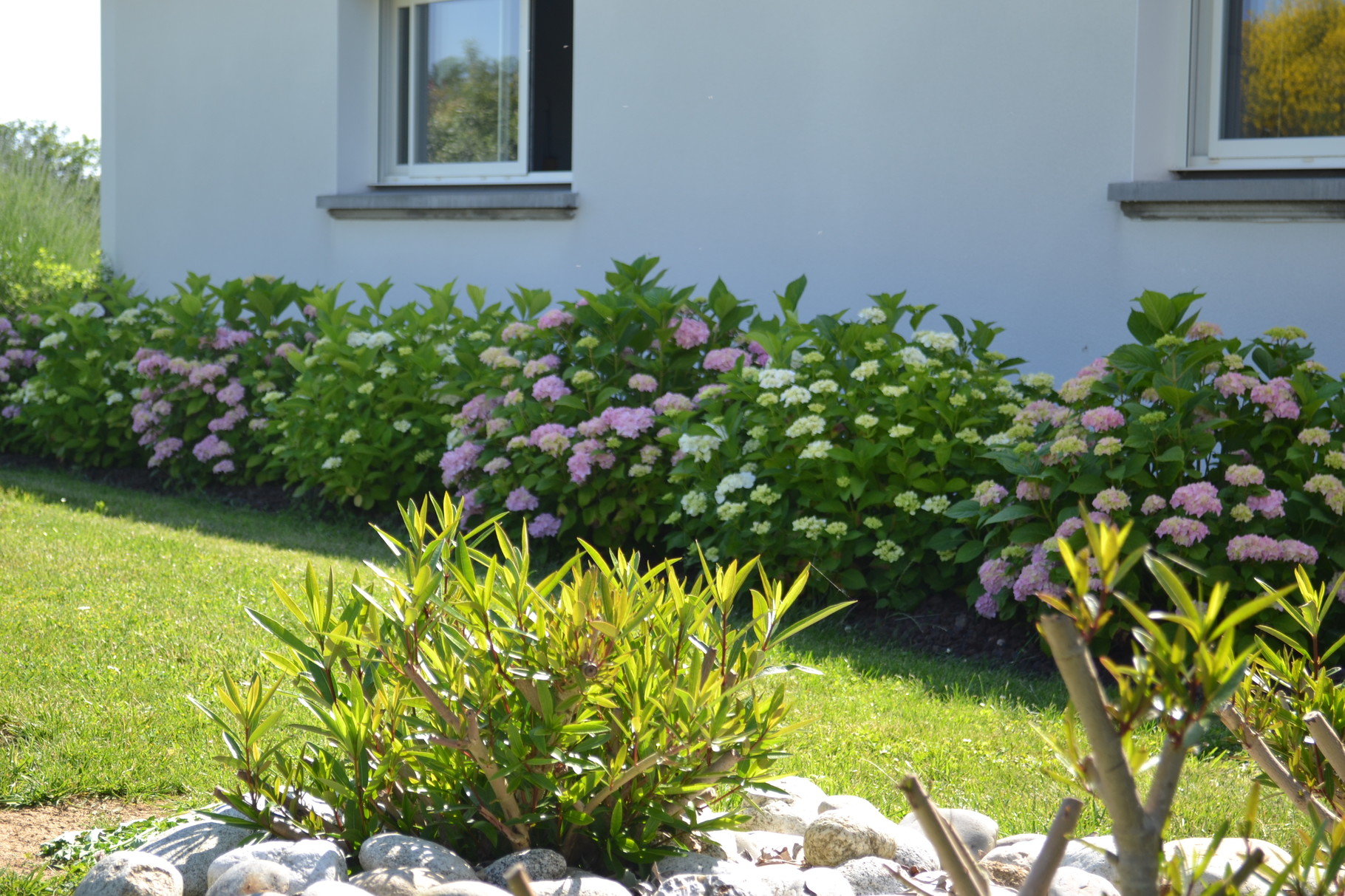 sans oublier les hortensias