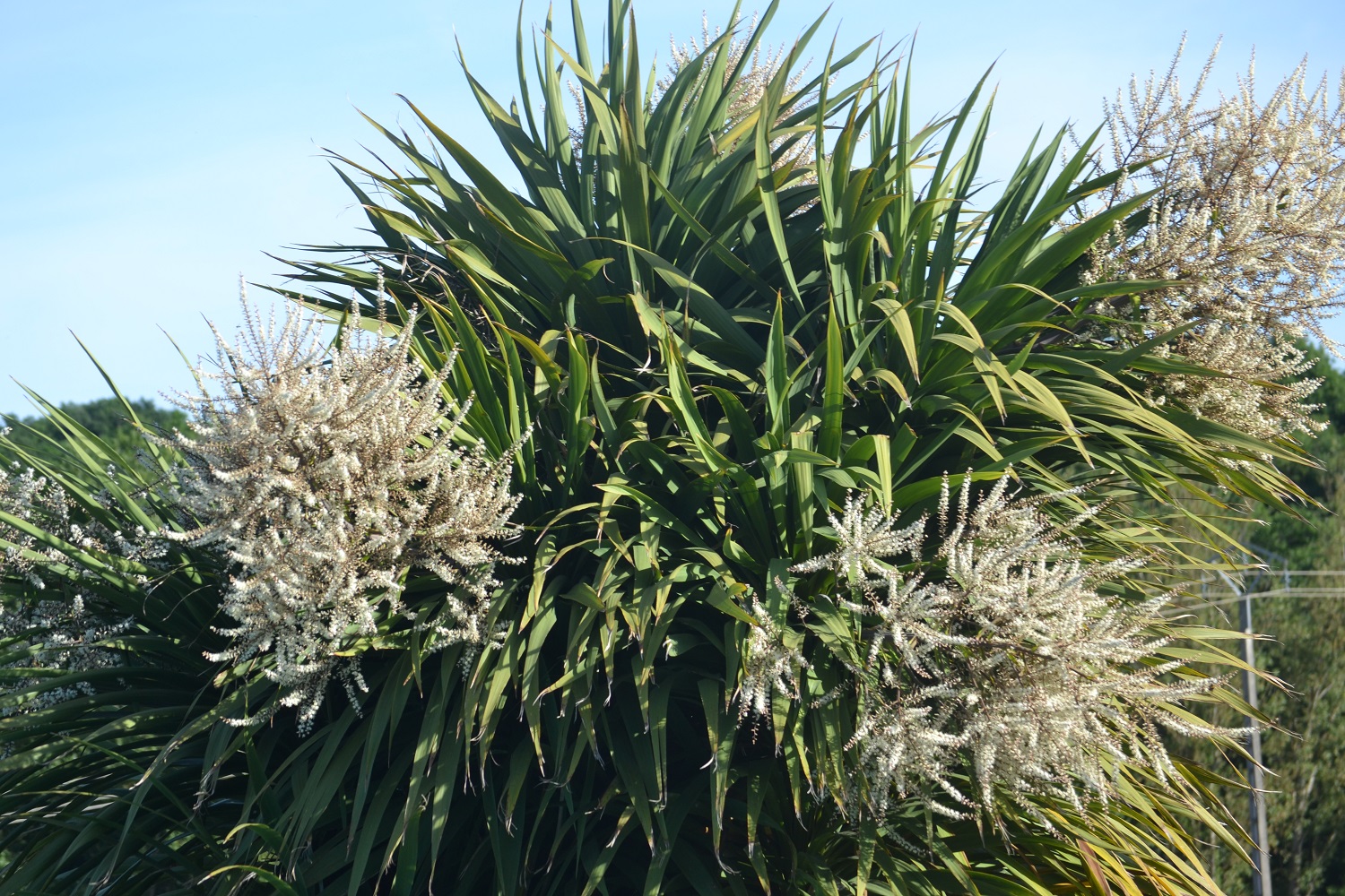 En bord de piscine, le dracena vous offre son abondante floraison