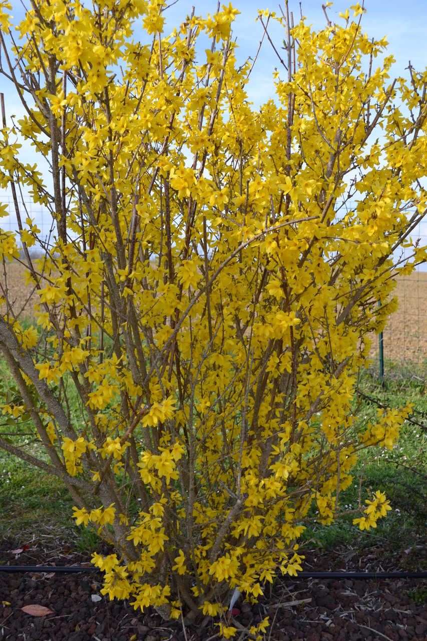 Les forsythia et bien d'autres arbustes fleurissent pour que vous profitiez au maximum de ce décor naturel privilégié