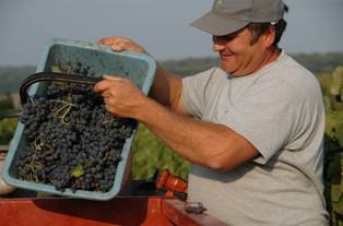 Vendanges sur les côteaux du Quercy 