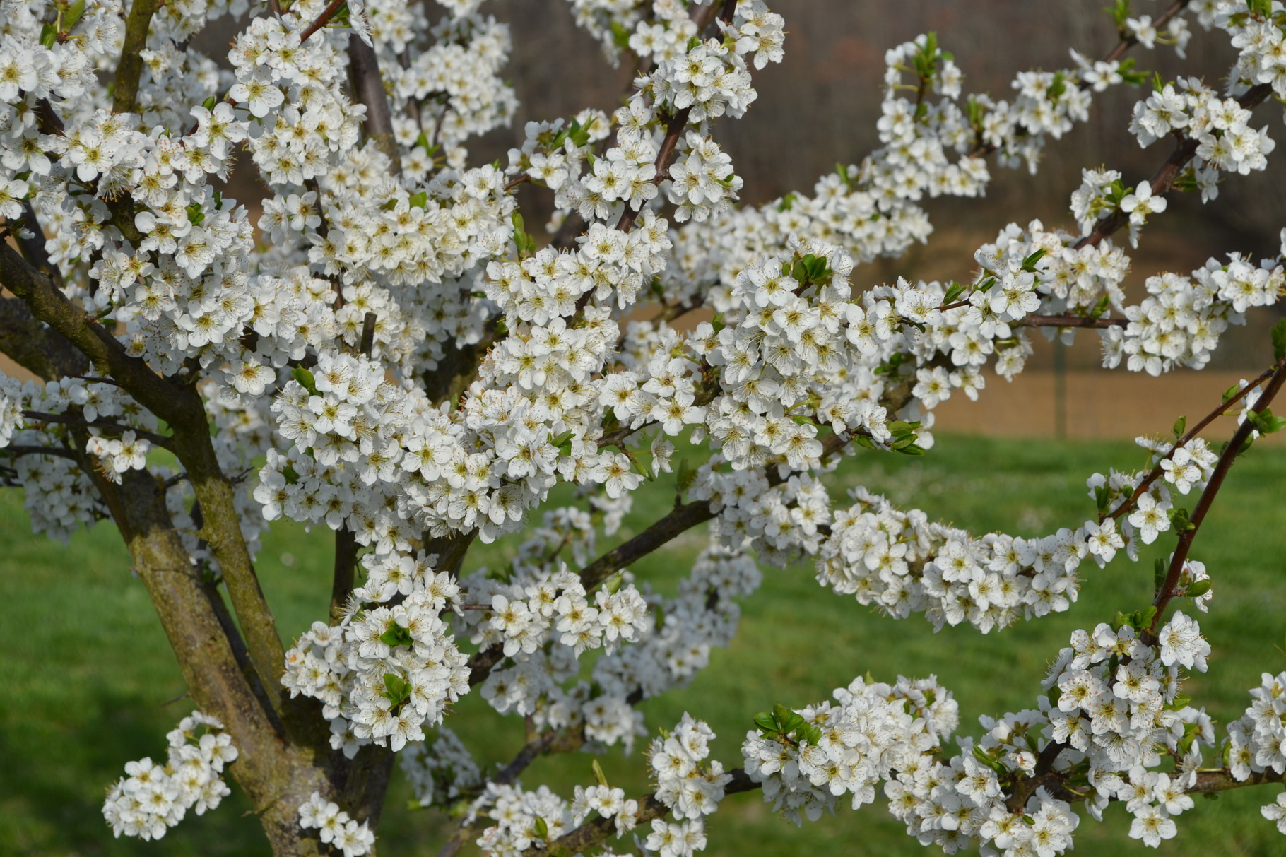 Le printemps s'annonce, les fruitiers sont en fleurs en attendant les fruits que vous pourrez déguster sur place.