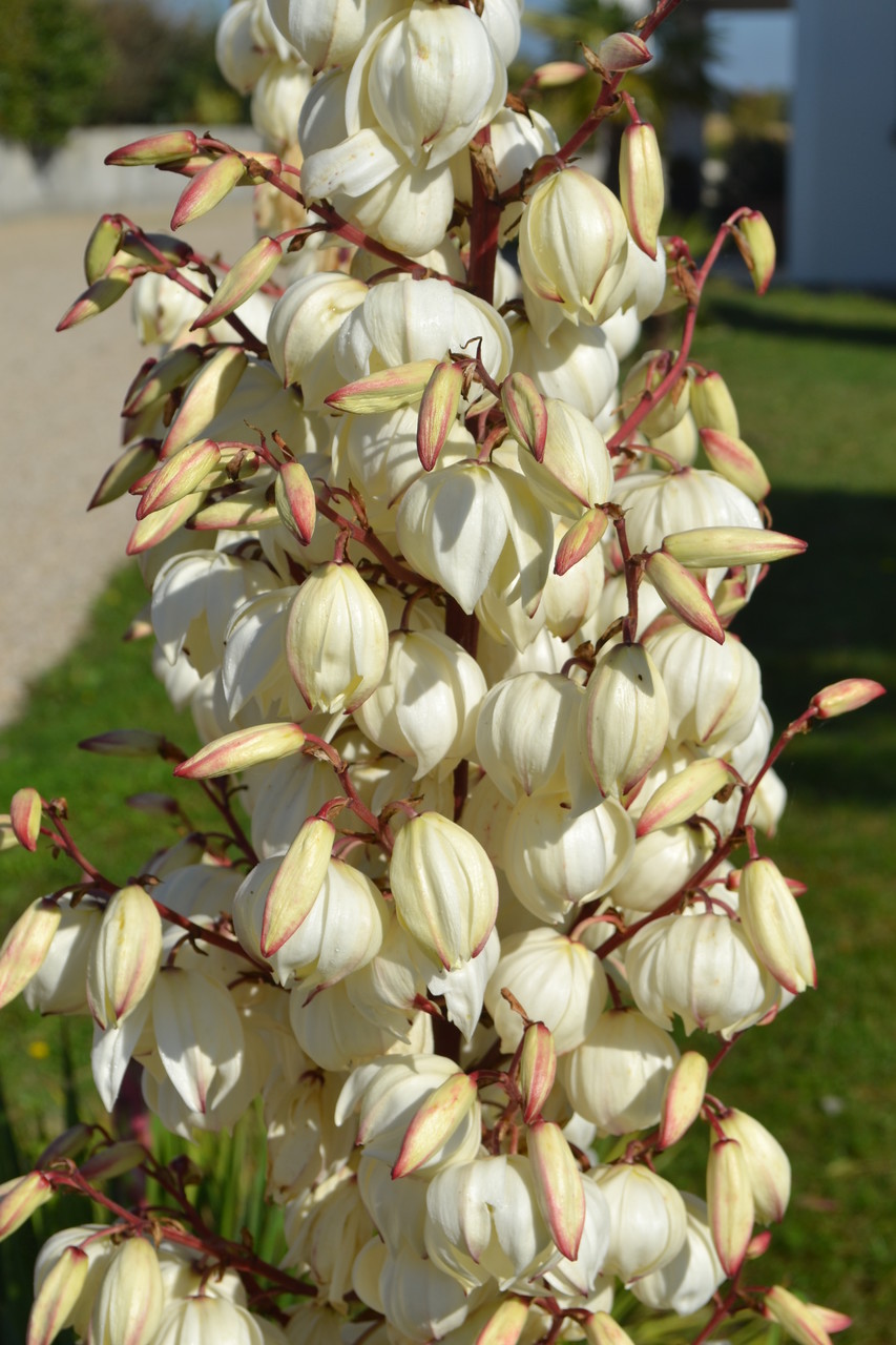 et les yuccas nous embaument