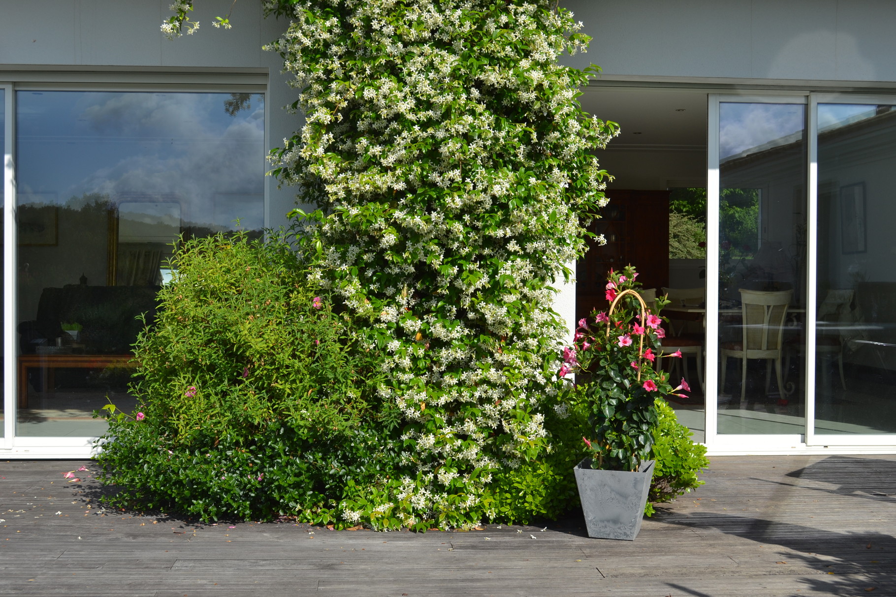 Le jasmin sur la terrasse