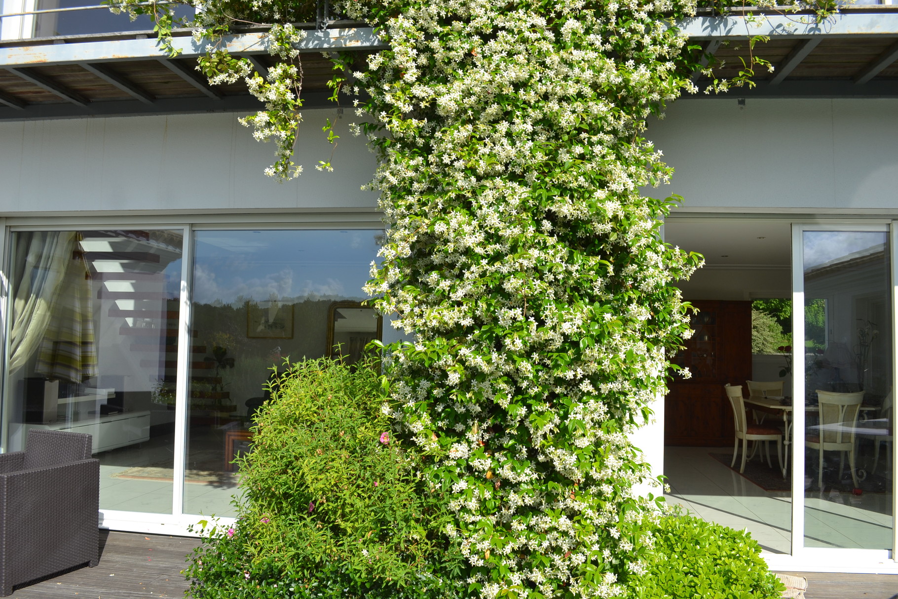 Encore plus près du jasmin pour mieux apprécier ses senteurs