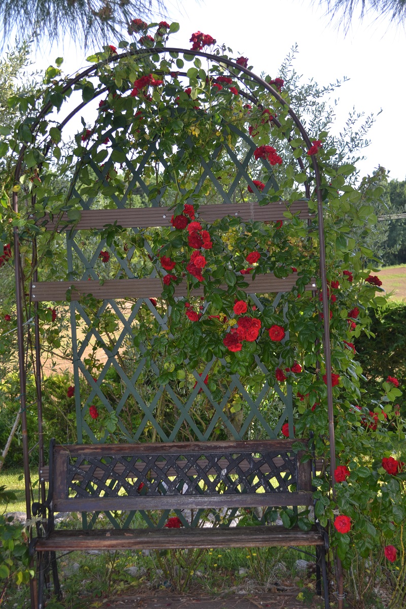 La roseraie en pleine floraison