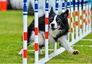 agility dog in the weave helped by acupuncture, chiropractic, rehabilitation, and laser therapy