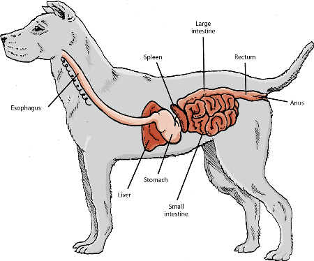 Monogastric digestive system dog hotsell