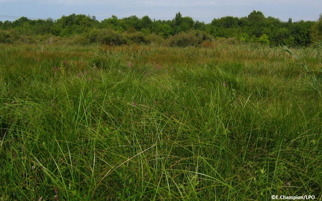 4 hectares d’habitats favorables au Vison d’Europe en cours de restauration dans le marais de l’Anglade !