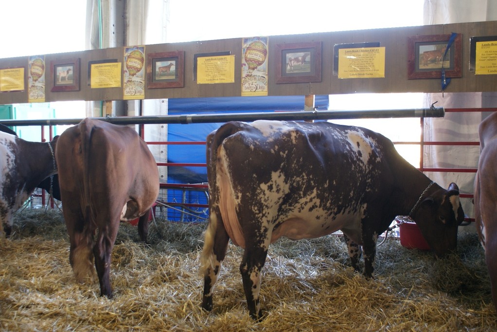 Milking Shorton