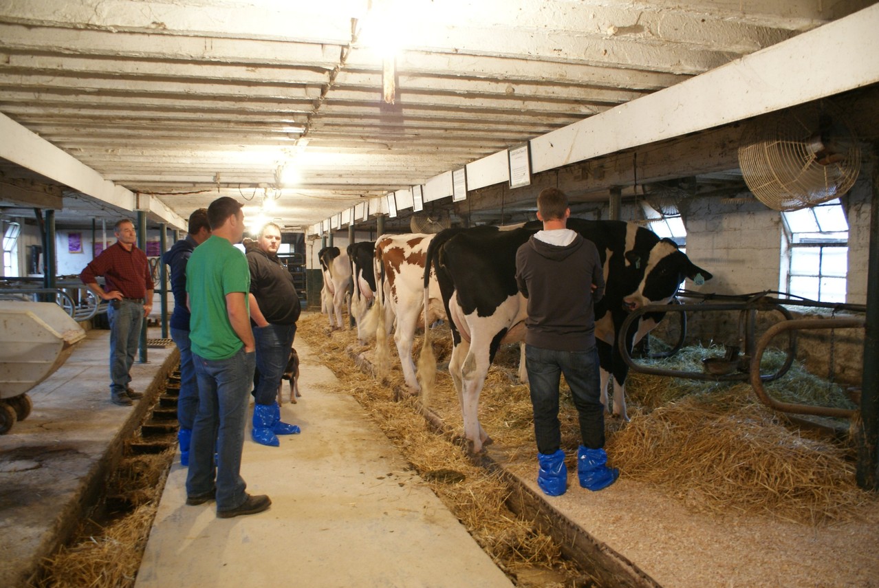 Toute une rangée de vaches préparer pour nous