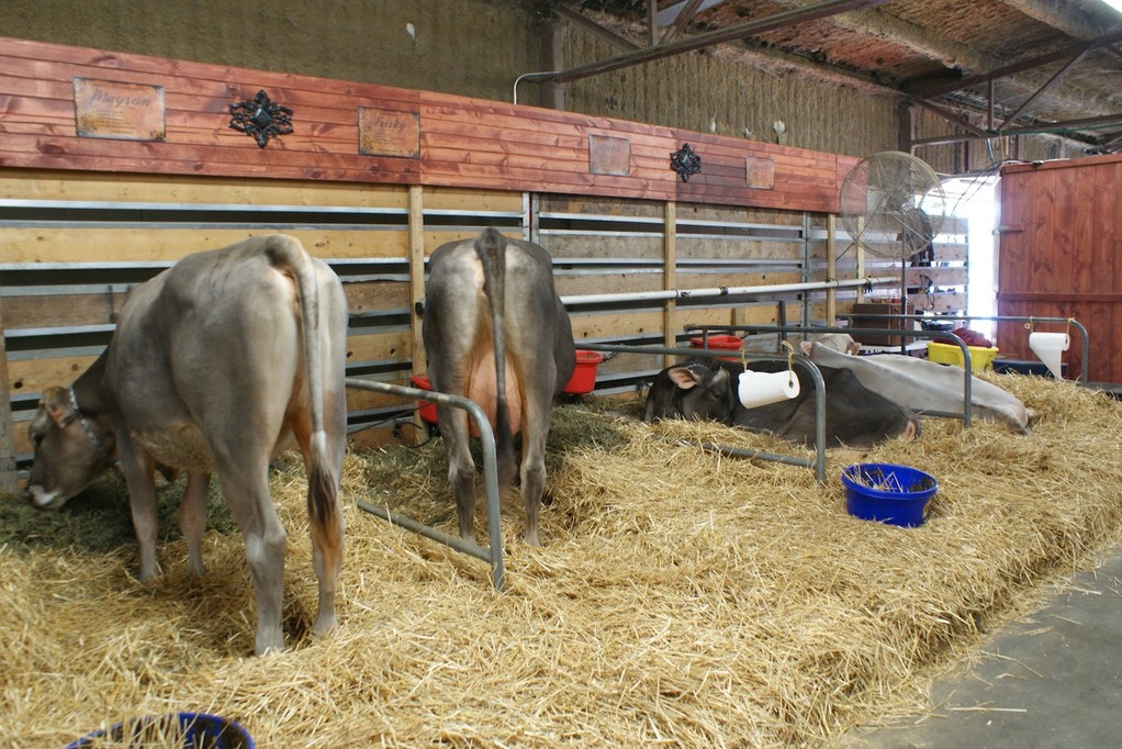 Brown Swiss