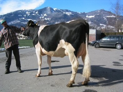 Istar WENDIA x Stardom Wendy