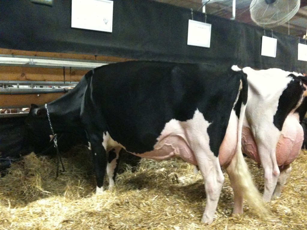 Goldwyn Rochelle