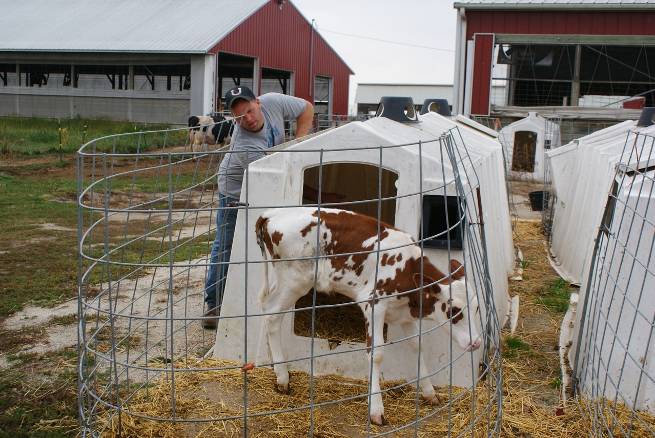 Redburst Baby calf