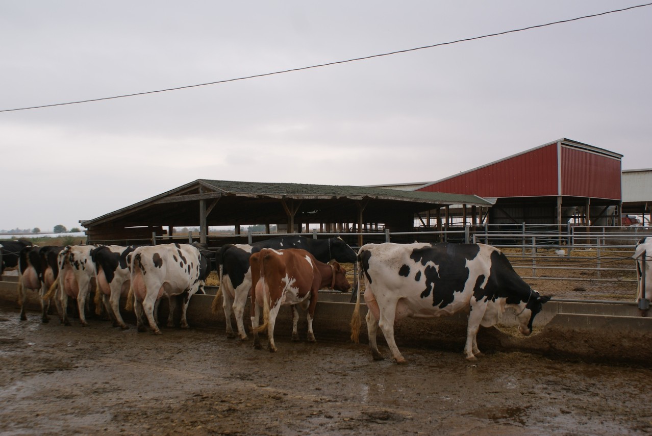 Installation simple pour l'affouragement, la traite se passe dans l'ancien rural