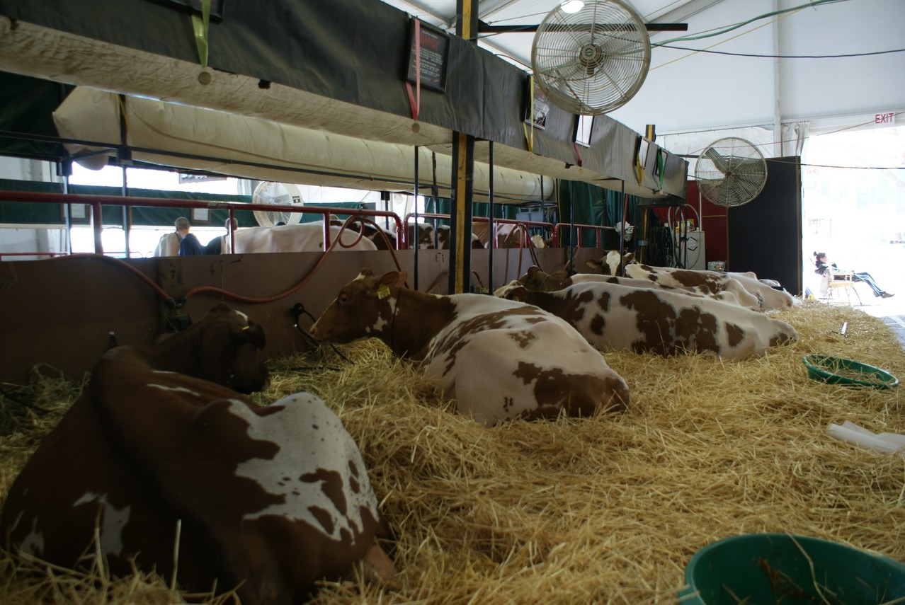Ici des Shorton Milking