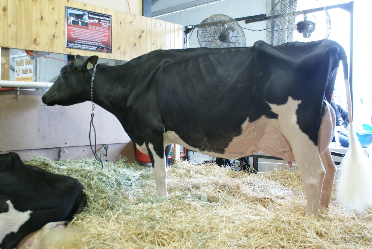 La fameuse Licorice
