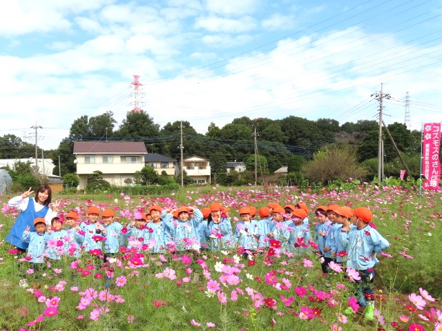 コスモス畑での園外保育が始まりました！