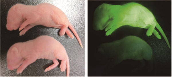 オワンクラゲの緑色蛍光タンパク質の遺伝子を持つマウス(上)