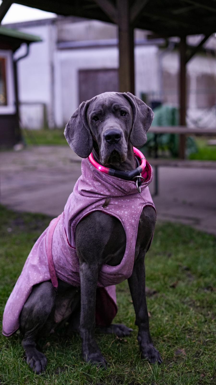 Deutsche Dogge mit maßgeschneiderten Hunde-Wintermantel