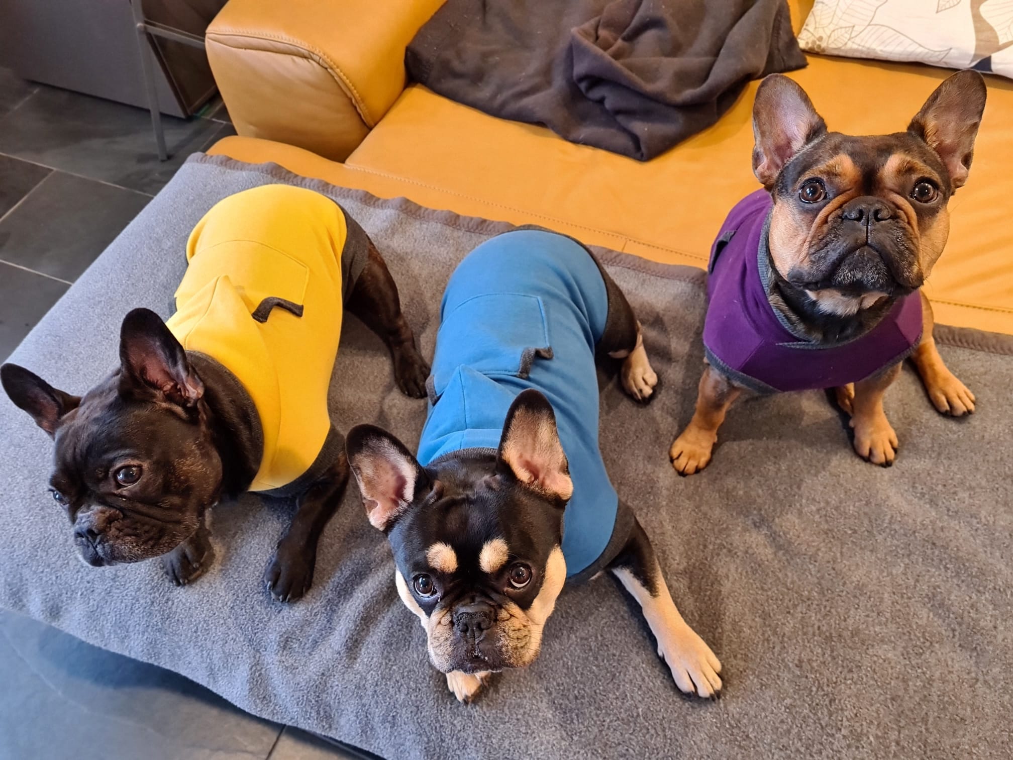 Bullipulli Wintersweat für Französische Bulldogge