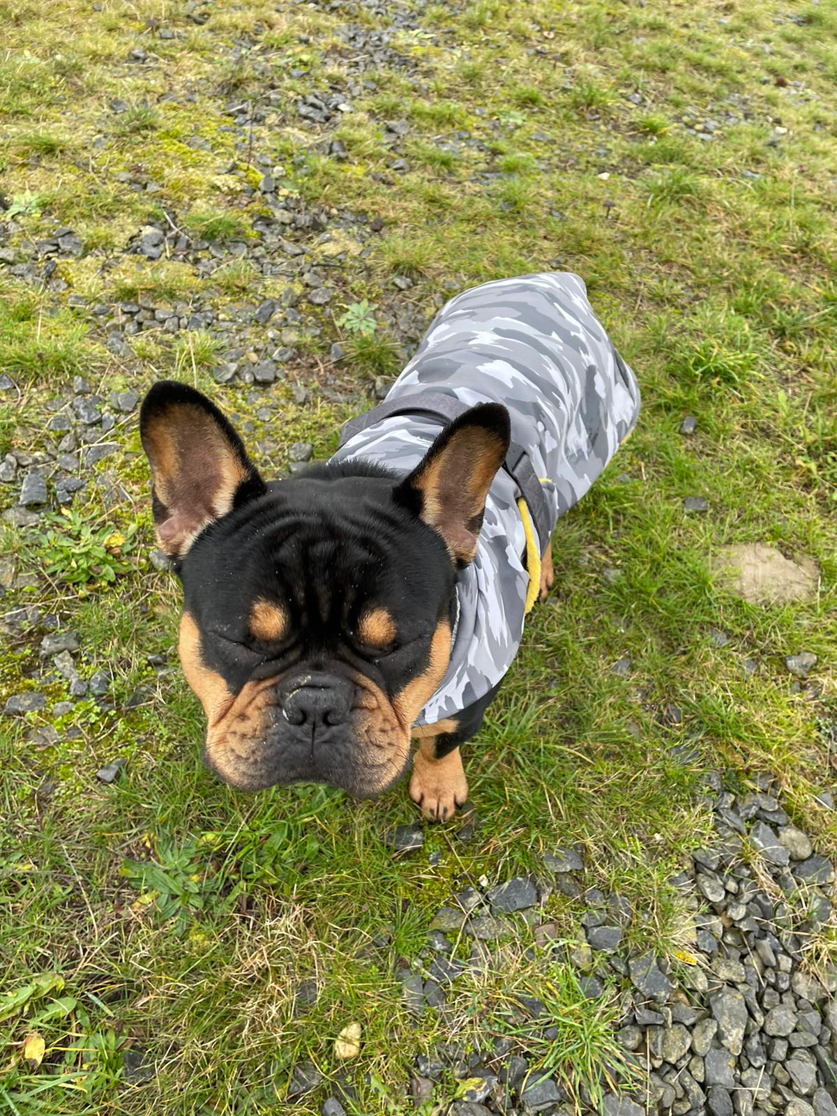 Französische Bulldogge mit Softshell-Wintermantel maßgefertigt
